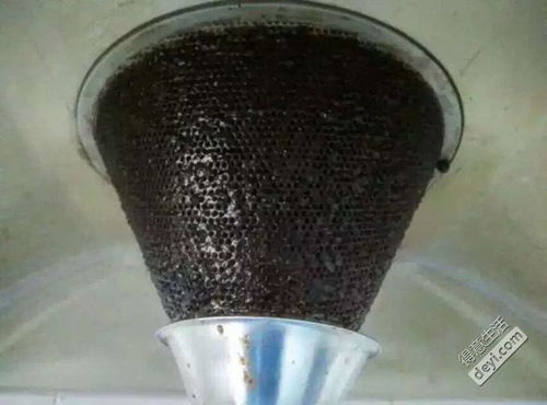 不給狗狗洗澡的危害，磨擦帶來的健康隱患